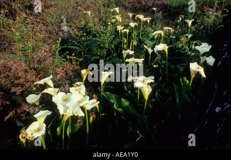 Arum gigli (Zantedeschia aethiopica), Grahamstown, Sud Africa Foto Stock