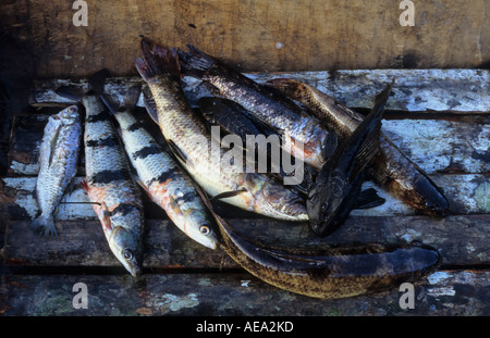 Un palo di pesce appena pescato nel Pacaya-Samiria, giungla amazzonica, Perù, Sud America Foto Stock