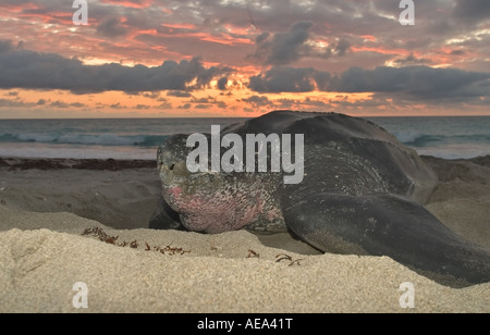 Liuto tartaruga di mare all'alba Foto Stock