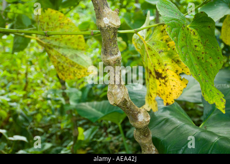 La Kava Piper methysticum pianta fresca Isole Fiji e foglie ritaul drink di diramazione Foto Stock