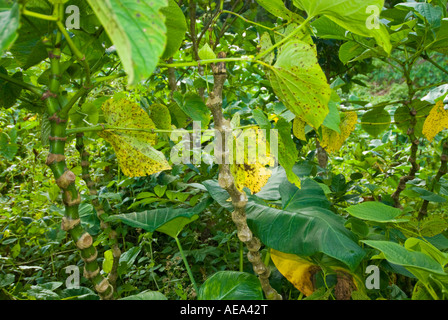 La Kava Piper methysticum vegetale fresco nelle isole Figi il pane di frutta albero da frutta breadfruittree frutti e foglie Foto Stock
