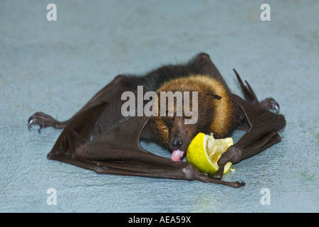 Pteropus vampyrus fruitbat fijiano flying fox sdraiato il terreno e mangiare un frutto di limone agrumi bat Foto Stock