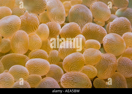 Punta di bolla Anemone Entacmaea quadricolor ortica anemone sotto il mare ISOLE FIJI Sud southsea mare oceano Pacifico net Foto Stock