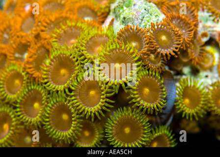 Ortica coralli anemone sotto il mare ISOLE FIJI Sud southsea mare oceano pacifico sottomarino selvatici acqua deserto Coral reef Foto Stock