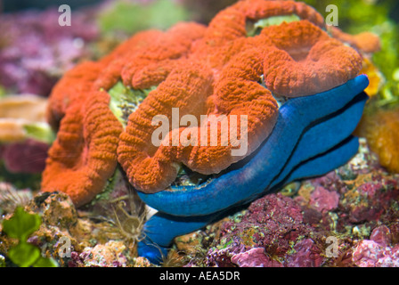 Ortica coralli anemone sotto il mare ISOLE FIJI Sud southsea mare oceano pacifico sottomarino selvatici acqua deserto Coral reef Foto Stock