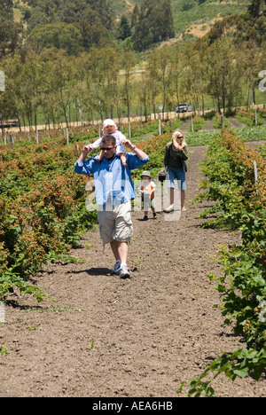 Phipps Ranch per scegliere il vostro proprio le bacche e le fragole Pescadero San Mateo Coast della California a sud di San Francisco Foto Stock