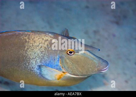 Bluespine unicornfish un pesce unicorno NASO UNICORNIS reef MAR ROSSO Sharm el Sheikh Egitto Foto Stock