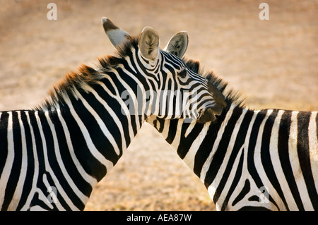 Zebre selvatiche in AMBOSELI Nationalpark Kenya Africa Orientale kissing kiss 2 due amore Foto Stock