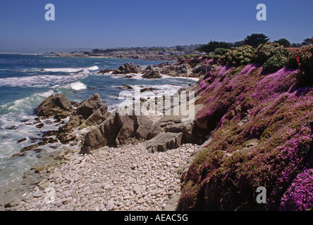 Rosa fiori di succulente sono un segno della molla lungo Oceanview Blvd PACIFIC GROVE CALIFORNIA Foto Stock