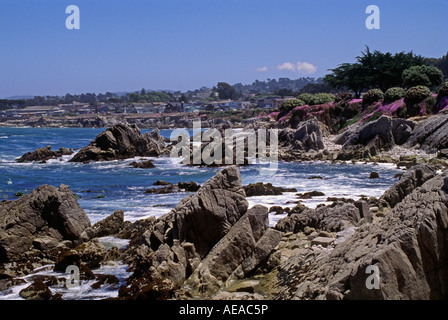 Rosa fiori di succulente sono un segno della molla lungo Oceanview Blvd PACIFIC GROVE CALIFORNIA Foto Stock