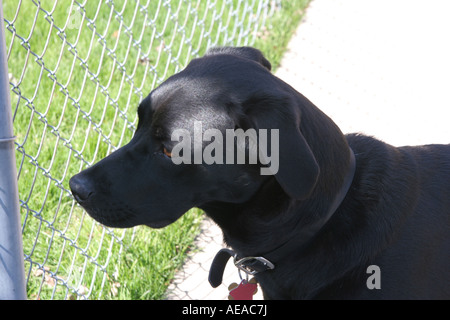 Black lab mix guardando attraverso la catena collegamento recinto Foto Stock