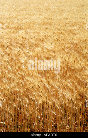 Campo di grano in Provenza, Francia. Foto Stock