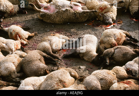 Ovini abbattuti durante il 2001 focolaio di afta epizootica in Cumbria, Regno Unito Foto Stock