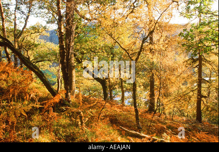 In autunno gli alberi sulle rive di Loch Tummel, Scotland, Regno Unito Foto Stock
