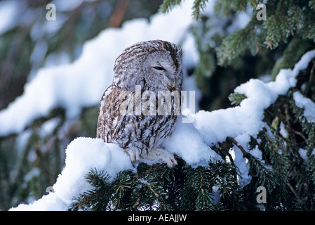 Allocco Strix aluco adulto in abete con neve Oberaegeri Svizzera Dezember 1998 Foto Stock