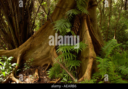 Sycamore Ficus Fig Tree con radici quadrate adatto per terreni poco profondi foresta di Jozani Zanzibar Foto Stock