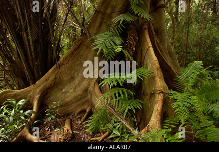 Sycamore Ficus Fig Tree con radici quadrate adatto per terreni poco profondi foresta di Jozani Zanzibar Foto Stock