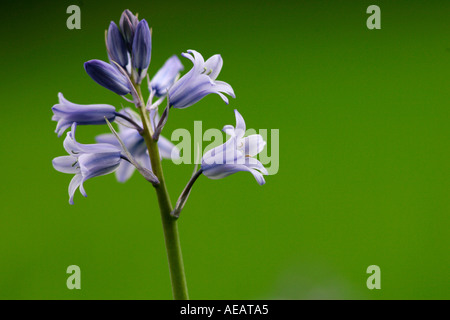 Spanish Bluebells crescendo in Inghilterra Foto Stock