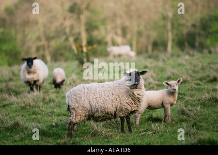 Blackfaced pecore con agnelli giovani Oxfordshire Cotswolds Inghilterra Foto Stock