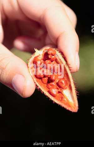 Zanzibar Spice Tour rossetto frutto da achiote tree utilizzato per l'annatto pigmento rosso tenutasi tra il dito e il pollice Foto Stock