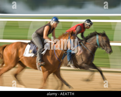 Esercizio di purosangue piloti durante la mattina allenamento Foto Stock
