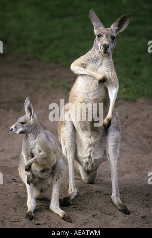 Canguro rosso (Macropus rufus) con joey Foto Stock