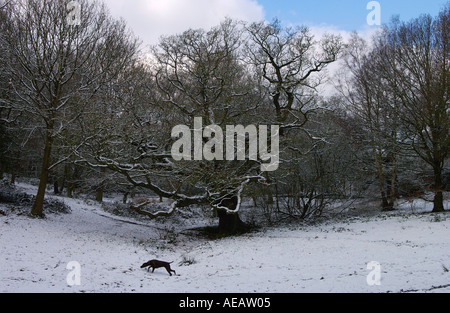 Cane a piedi nella parte anteriore della coperta di neve alberi su Hampstead Heath Londra Foto Stock