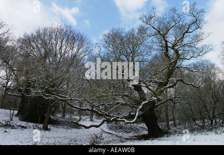 Coperta di neve alberi su Hampstead Heath Londra Foto Stock