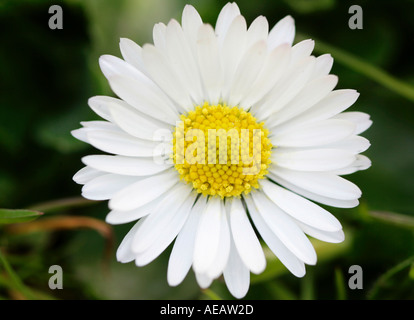 Fiore a margherita Inghilterra Foto Stock