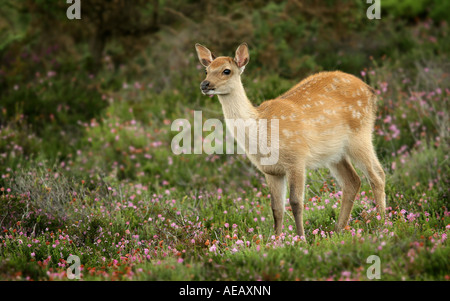 Sika cervo (Cervus nippon) vitello nella heather Foto Stock