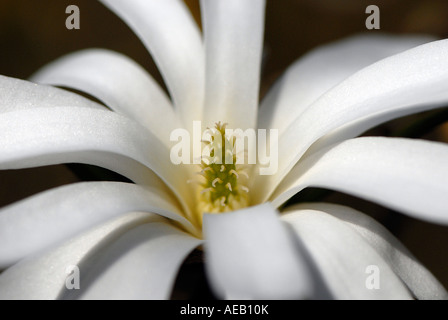 Magnolia stellata 'Royal Star' Fiore close-up Foto Stock