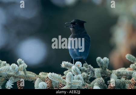 Steller Jay Cyanocitta stelleri adulto chiamando su Abete rosso Homer Alaska USA Marzo 2000 Foto Stock