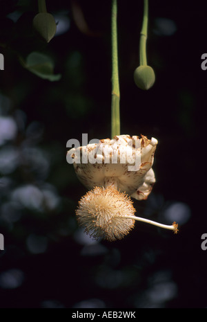 Fiore di baobab, stagione bagnata, frutta Pod in background, Niger. Adansonia digitata Foto Stock