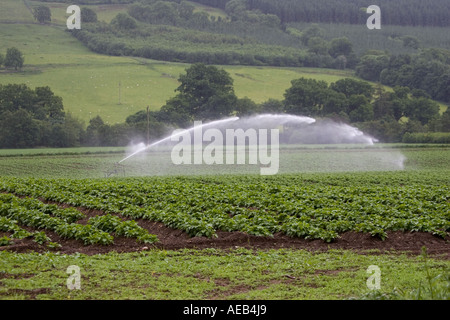 L'acqua spruzzata sulle colture di patate da alta pressione Scozia di irrigazione Foto Stock