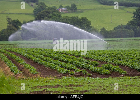 L'acqua spruzzata sulle colture di patate da alta pressione Scozia di irrigazione Foto Stock