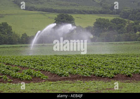 L'acqua spruzzata sulle colture di patate per alta pressione irrigazione Scotland Regno Unito Foto Stock