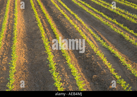 Giovani piante di sedano in campo agricolo, righe convergenti, California Foto Stock