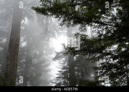 Redwoods Costiere in caso di nebbia in Redwoods nazionali e i parchi statali della California del Nord STATI UNITI D'AMERICA Foto Stock