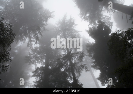 Vecchio crescita Redwoods Costiere in caso di nebbia in Redwoods nazionali e i parchi statali della California del Nord STATI UNITI D'AMERICA Foto Stock