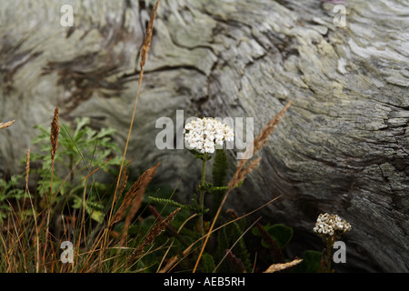 Spiaggia costiera fiore in Redwoods nazionali e i parchi statali della California del Nord STATI UNITI D'AMERICA Foto Stock