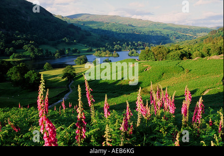 Foxgloves e bracken cresce al di sopra di Rydal acqua, Parco Nazionale del Distretto dei Laghi, REGNO UNITO Foto Stock