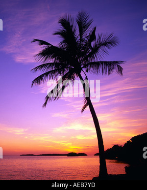 Palm tree stagliano contro il cielo viola Foto Stock