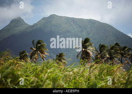 La canna da zucchero campo con palme e montagna in distanza St Kitts e Nevis Isole dei Caraibi West Indies Foto Stock