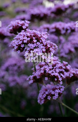 Verbena bonariensis in fiore alla fine dell'estate nel Regno Unito Foto Stock