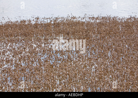 Allagato i campi degli agricoltori nel kempsey vicino a Worcester Foto Stock