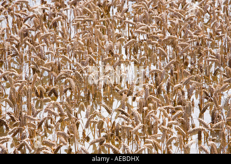 Allagato i campi degli agricoltori nel kempsey vicino a Worcester Foto Stock