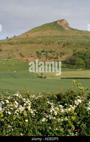 Roseberry Topping un famoso picco sul North Yorkshire Moors vicino grande Ayton Foto Stock