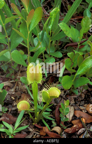 Venus Flytrap Dionaea muscipula aperto e chiuso le trappole Southeastern USA fotografato in habitat nativo Foto Stock
