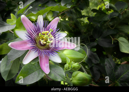 Immagine ravvicinata di Passiflora fiore Foto Stock