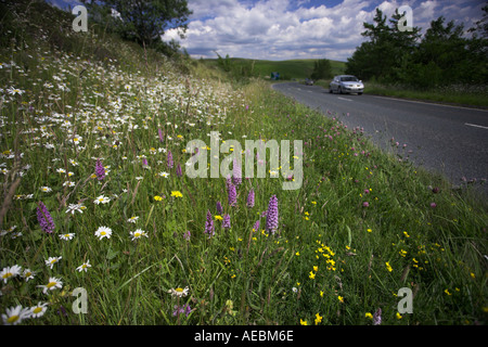 Fiori selvatici che crescono su strada orlo Cumbria Regno Unito Foto Stock